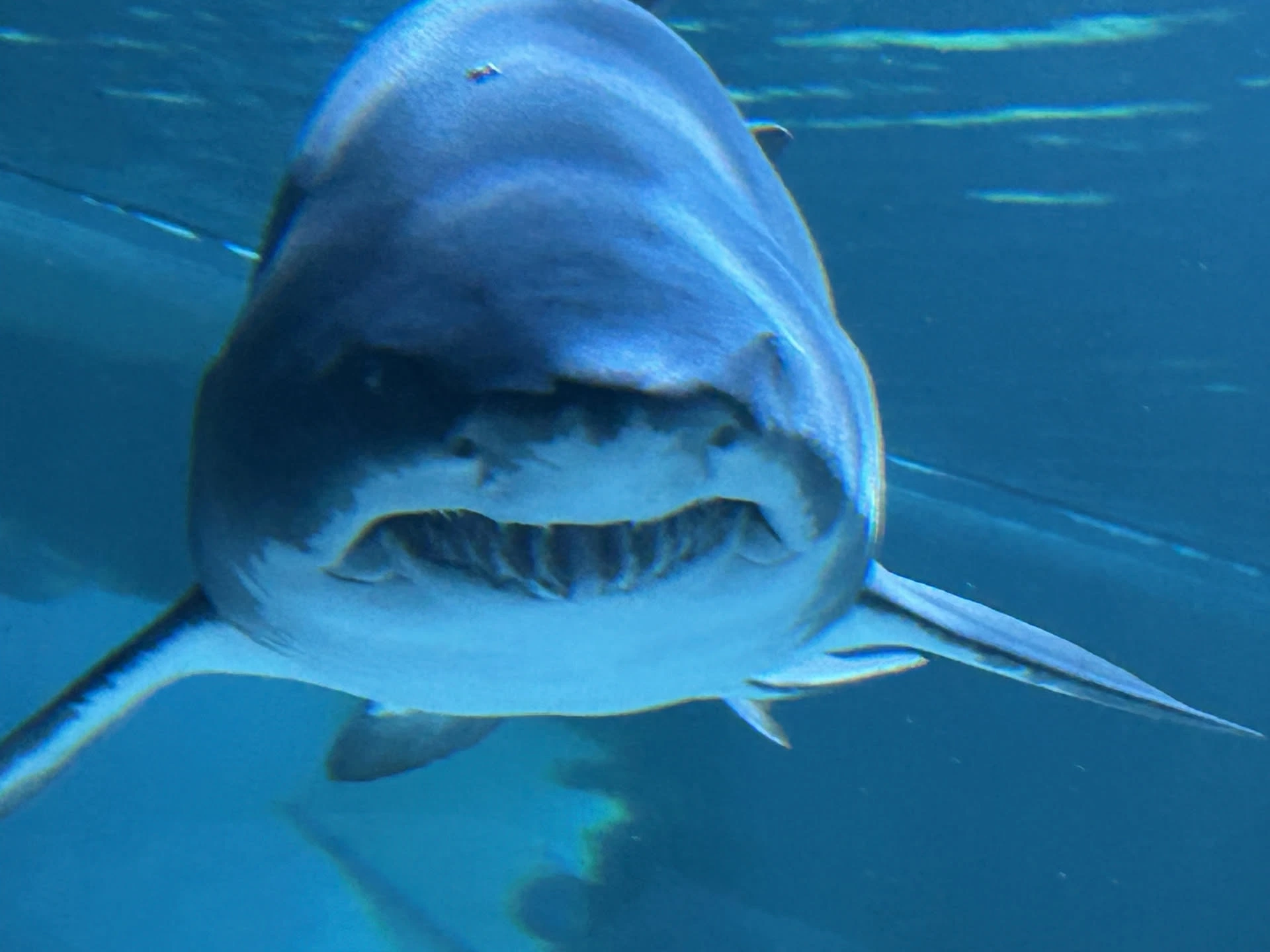 Image of a shark straight on, it is making a stupid face.